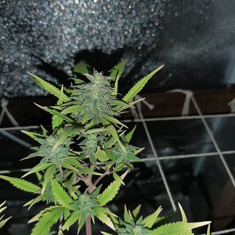 Northern Lights growlog timeline photo