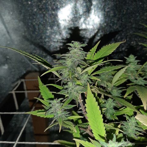 Northern Lights growlog timeline photo