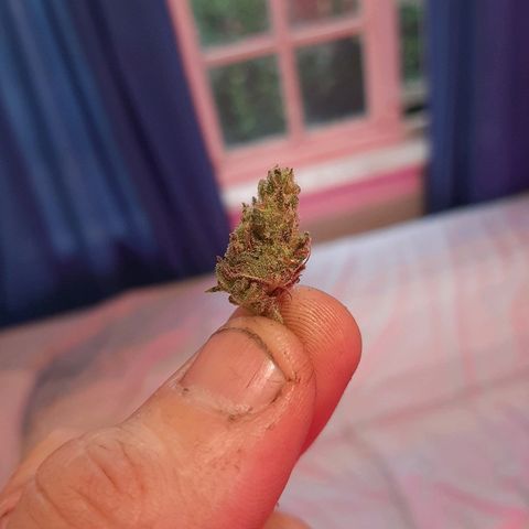 Northern Lights growlog timeline photo
