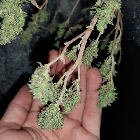 Northern Lights growlog timeline photo