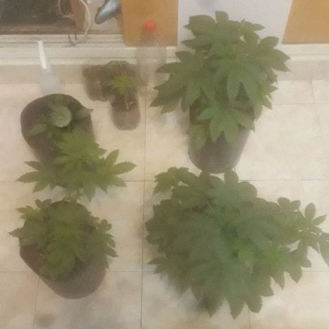 Genética desconocida growlog timeline photo