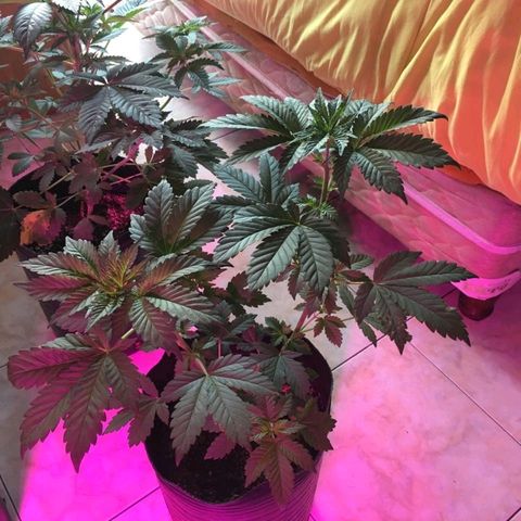 Genética desconocida growlog timeline photo