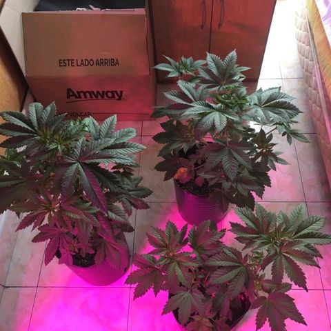 Genética desconocida growlog timeline photo