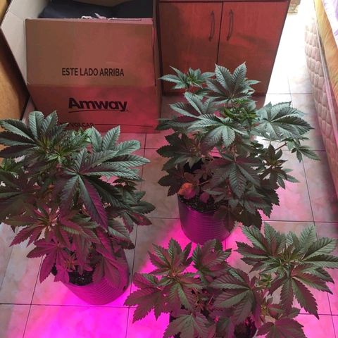 Genética desconocida growlog timeline photo