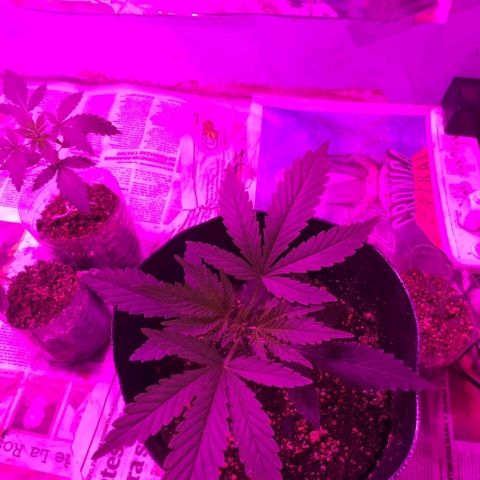 Genética desconocida growlog timeline photo