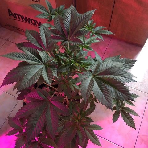 Genética desconocida growlog timeline photo