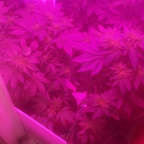 Genética desconocida growlog timeline photo