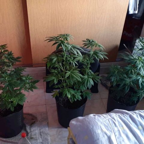Genética desconocida growlog timeline photo