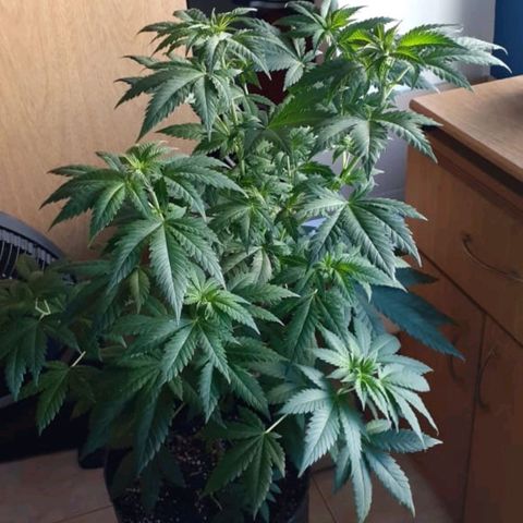 Genética desconocida growlog timeline photo