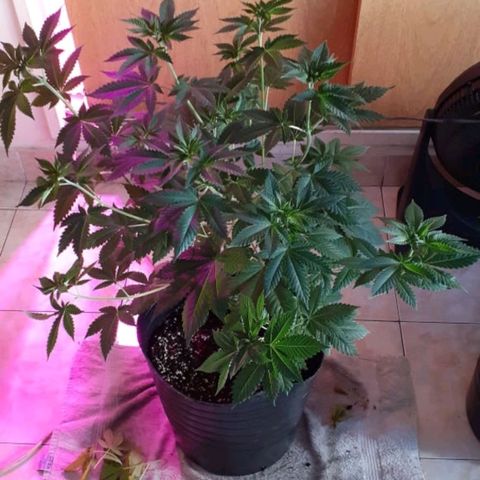 Genética desconocida growlog timeline photo