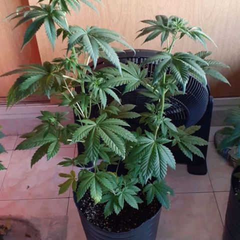 Genética desconocida growlog timeline photo