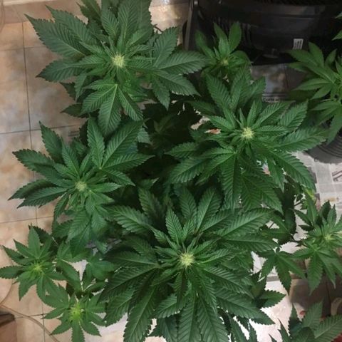 Genética desconocida growlog timeline photo