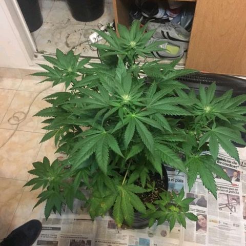 Genética desconocida growlog timeline photo