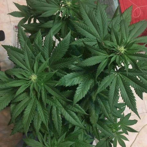 Genética desconocida growlog timeline photo