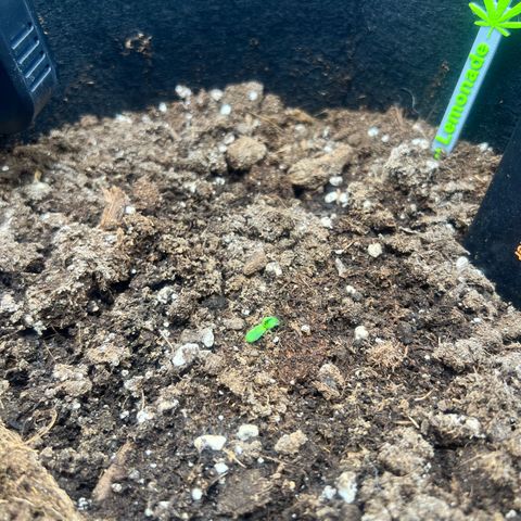 Royal Automatic growlog timeline photo