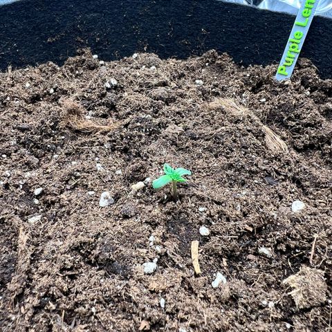 Royal Automatic growlog timeline photo