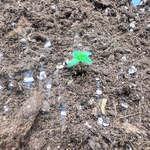 Royal Automatic growlog timeline photo