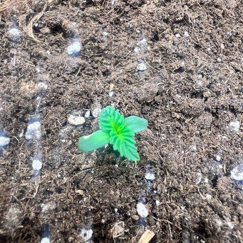 Royal Automatic growlog timeline photo
