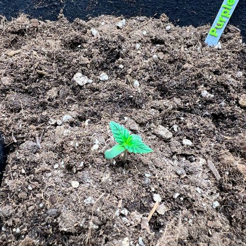 Royal Automatic growlog timeline photo