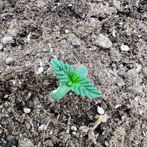 Royal Automatic growlog timeline photo