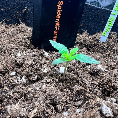 Royal Automatic growlog timeline photo