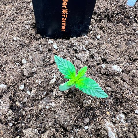 Royal Automatic growlog timeline photo