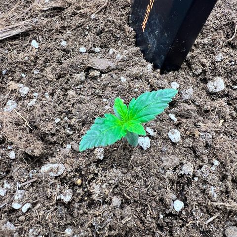 Royal Automatic growlog timeline photo