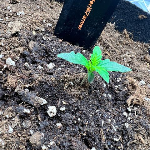 Royal Automatic growlog timeline photo