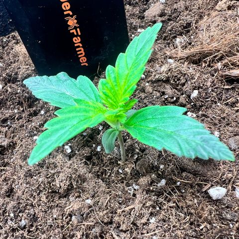 Royal Automatic growlog timeline photo
