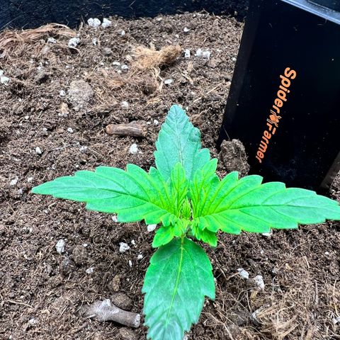 Royal Automatic growlog timeline photo