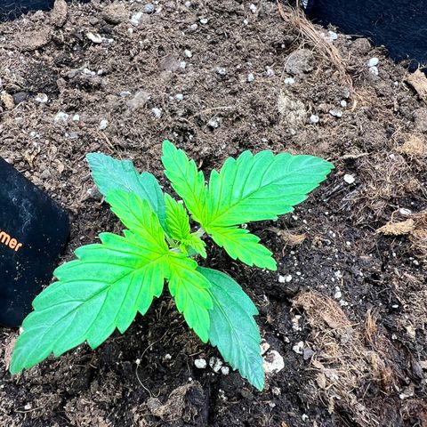 Royal Automatic growlog timeline photo
