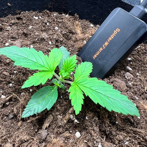 Royal Automatic growlog timeline photo