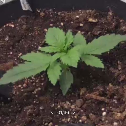 Royal Automatic growlog timeline photo