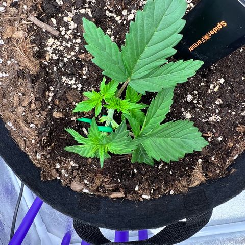 Royal Automatic growlog timeline photo