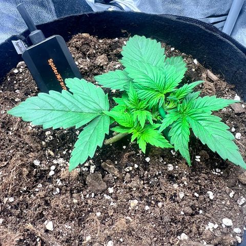Royal Automatic growlog timeline photo