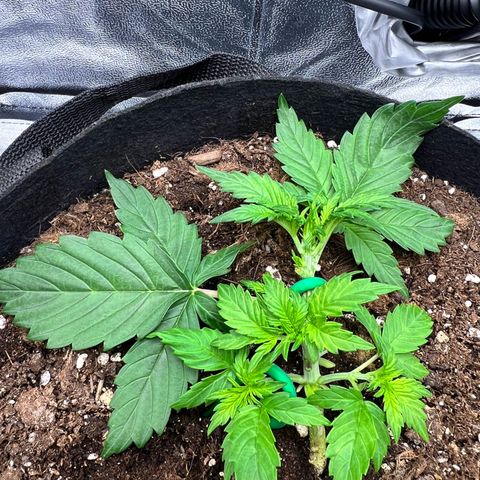 Royal Automatic growlog timeline photo
