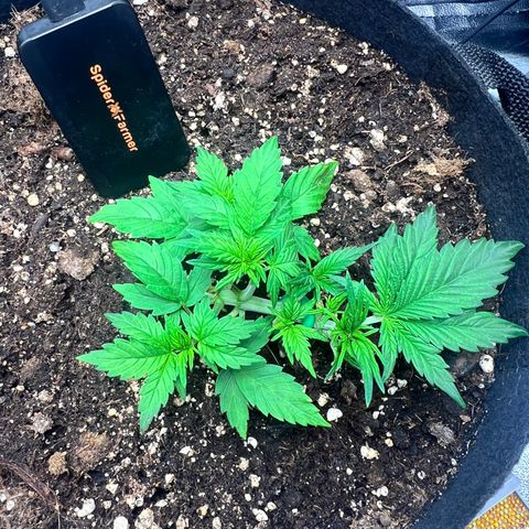 Royal Automatic growlog timeline photo