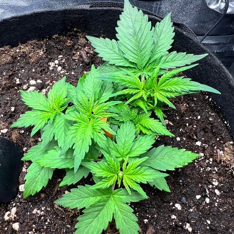 Royal Automatic growlog timeline photo
