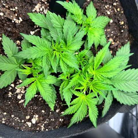 Royal Automatic growlog timeline photo