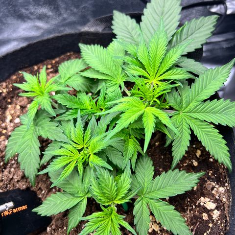 Royal Automatic growlog timeline photo