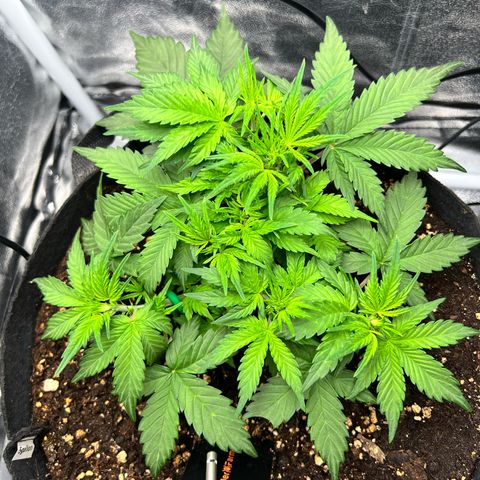 Royal Automatic growlog timeline photo