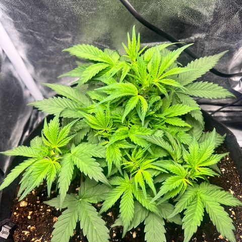 Royal Automatic growlog timeline photo