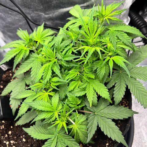 Royal Automatic growlog timeline photo