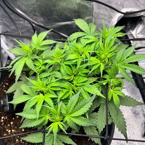 Royal Automatic growlog timeline photo