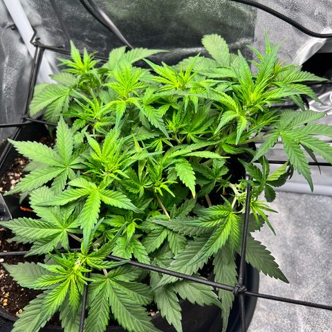 Royal Automatic growlog timeline photo
