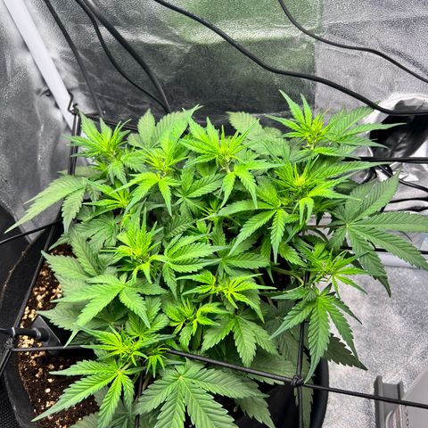 Royal Automatic growlog timeline photo