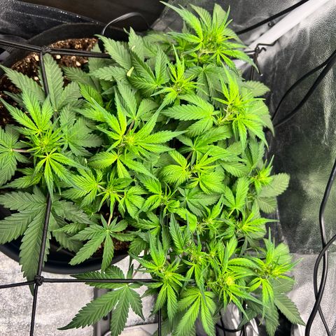 Royal Automatic growlog timeline photo