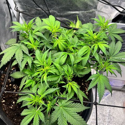 Royal Automatic growlog timeline photo