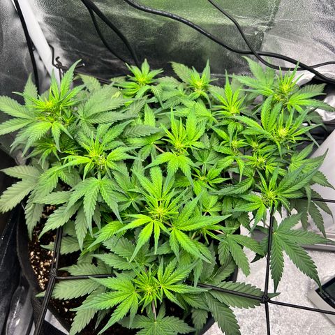 Royal Automatic growlog timeline photo