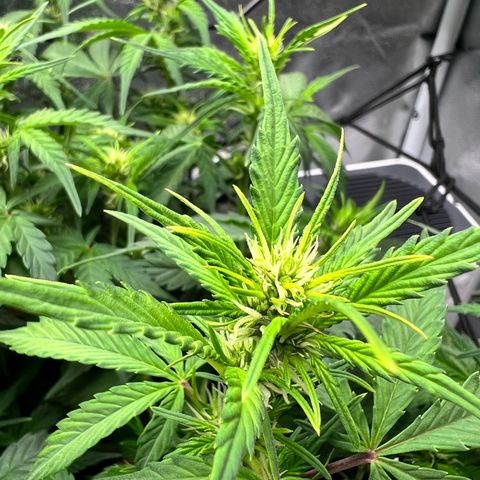 Royal Automatic growlog timeline photo